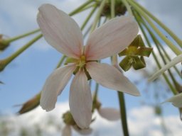 Pelargonium luridum flower